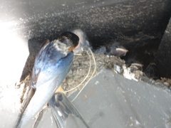 Hirundo rustica