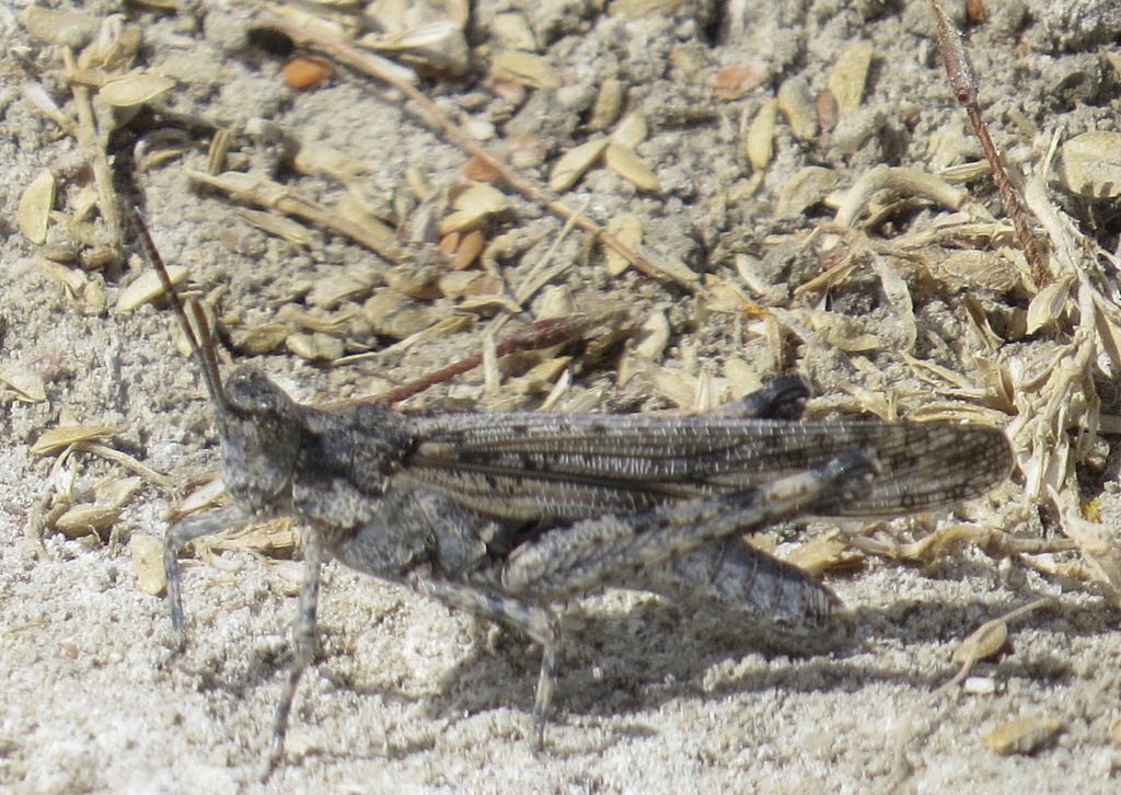 Alkali Grasshopper