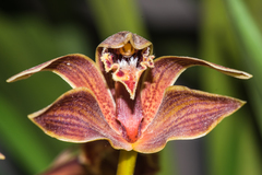 Cymbidium iridioides
