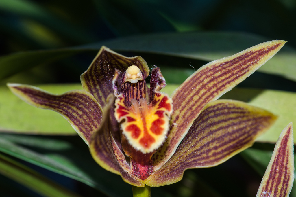 Cymbidium iridioides (Cymbidium iridioides)