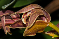 Cymbidium iridioides