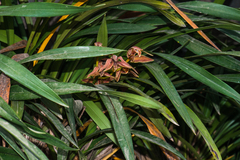 Cymbidium iridioides