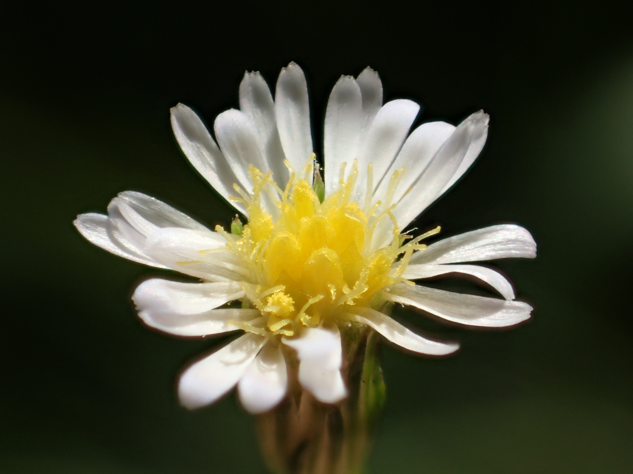 Symphyotrichum subulatum