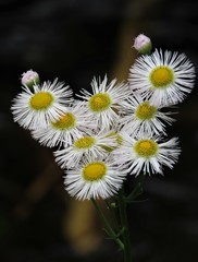 Erigeron