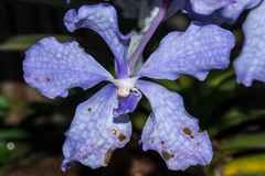 Vanda coerulea