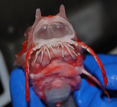 Peristedion miniatum