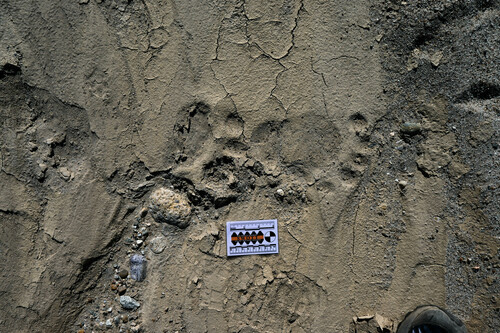 Black Bear Tracks – NatureTracking