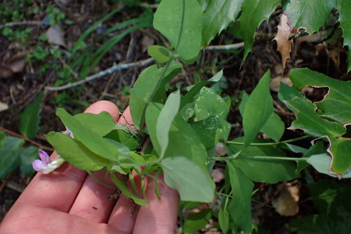 Image of Lathyrus nevadensis by (c) Noah How, some rights reserved (CC BY)