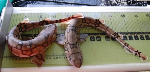 Chain cat shark (Scyliorhinus retifer) — Scyliorhinidae — 3