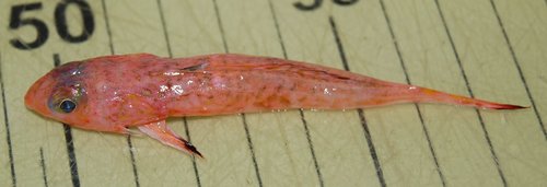 Spotfin Dragonet (Foetorepus agassizii) — Callionymidae