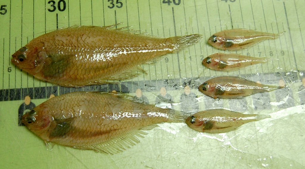 Gulf Stream Flounder