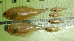 Gulf Stream Flounder photo 1