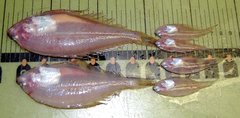 Gulf Stream Flounder photo 3