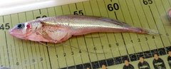 Longfin Hake photo 4