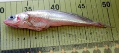 Longfin Hake photo 3