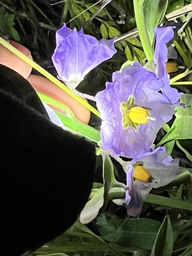 iNaturalist observation photo of bluewitch nightshade