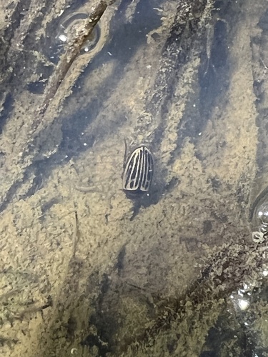 iNaturalist observation photo of Disintegrated Diving Beetle