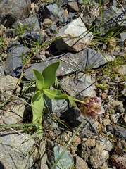 Fritillaria purdyi