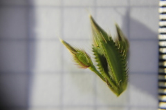 Pterogastra divaricata