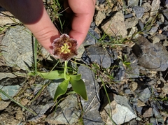 Fritillaria purdyi