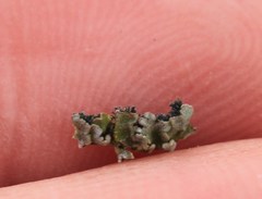 Physconia americana