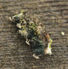 Physconia americana