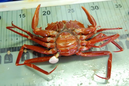 Poecilasma