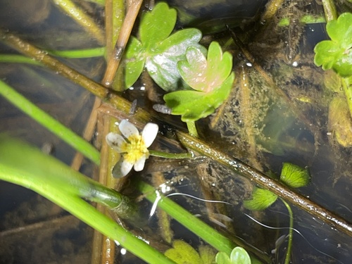 iNaturalist observation photo of common water-crowfoot