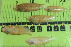 Northern Tonguefish photo 3