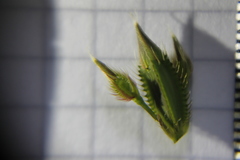 Pterogastra divaricata