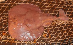 Tetronarce occidentalis