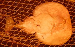 Tetronarce occidentalis