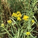 Western Goldenrod - Photo (c) Aaron Echols, some rights reserved (CC BY-NC), uploaded by Aaron Echols