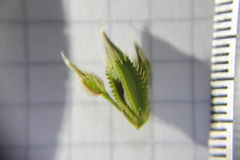 Pterogastra divaricata