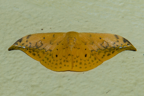 Tridrepana flava (Moore, 1879)