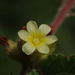Waltheria indica - Photo (c) 葉子,  זכויות יוצרים חלקיות (CC BY-NC-ND), uploaded by 葉子