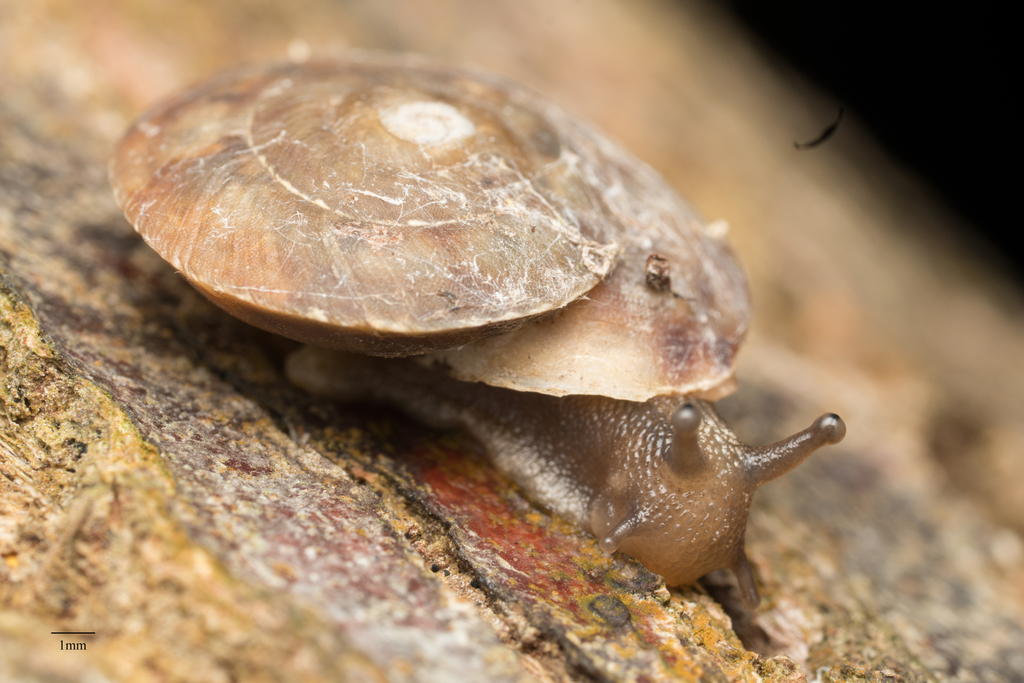Lapidary Snail