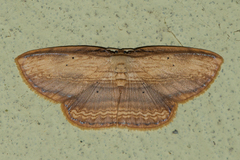 Drapetodes mitaria