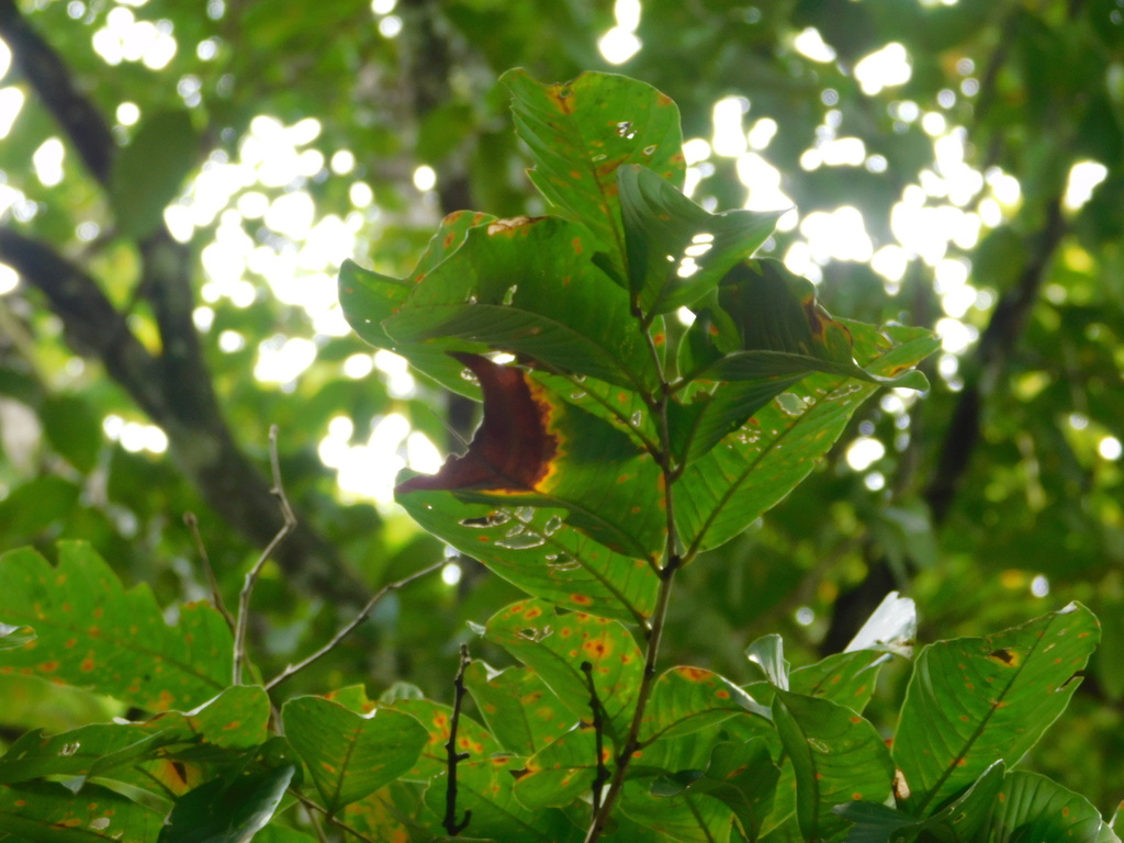 Lagerstroemia ovalifolia