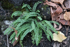 Asplenium trichomanes quadrivalens