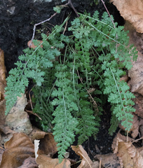 Asplenium fontanum