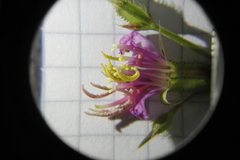 Pterogastra divaricata