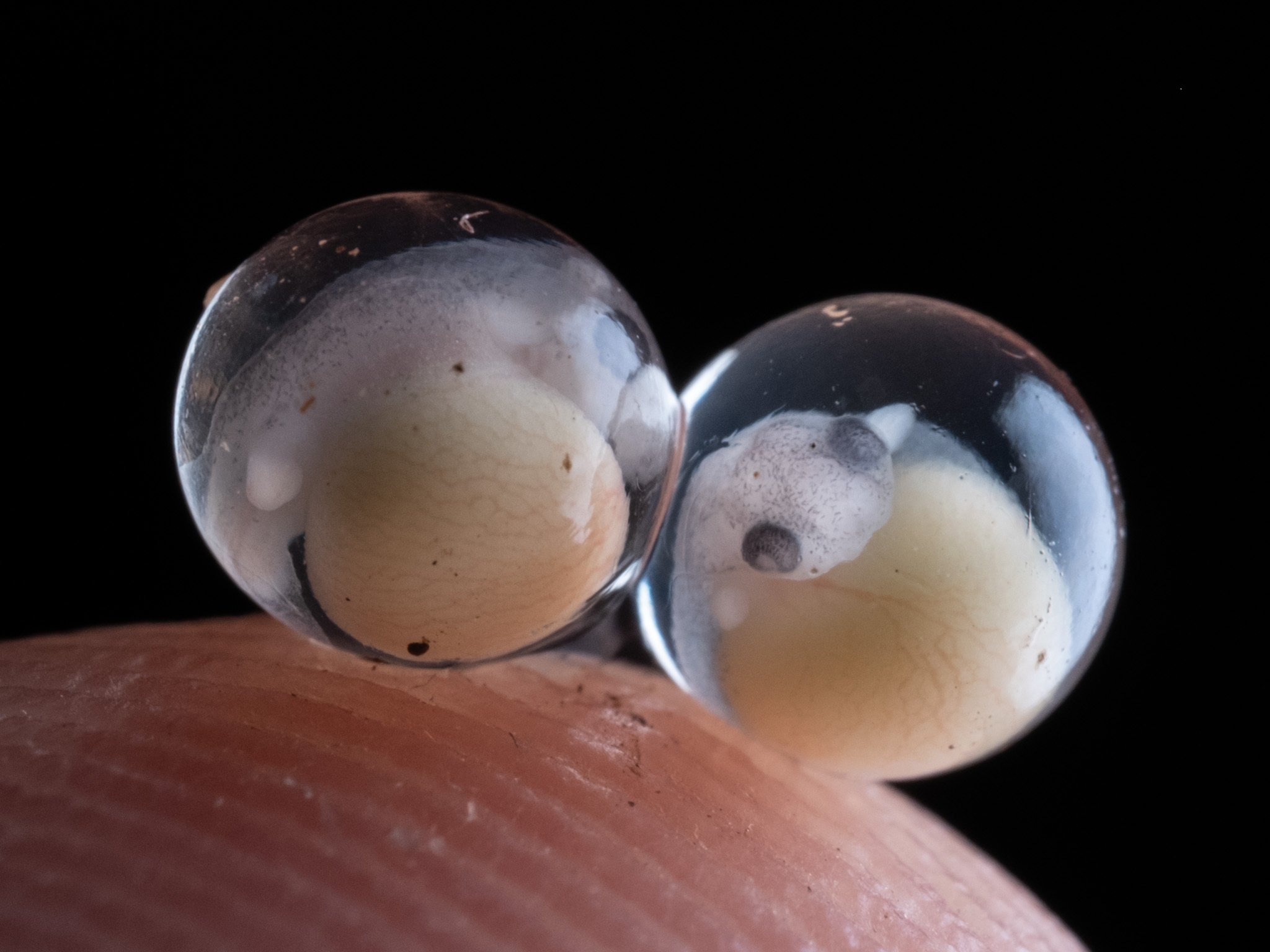 Greenhouse Frog Eggs [X-T4 30mm macro f/2.8] : r/fujifilm