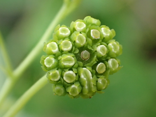 Image of Stephania Cephalantha (Stephania cephalantha) by no rights reserved