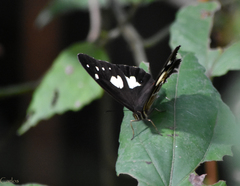 Oxeoschistus tauropolis tauropolis