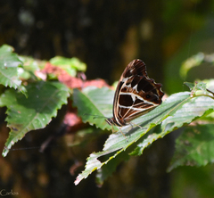 Oxeoschistus tauropolis tauropolis