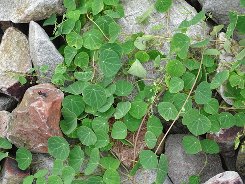 Image of Stephania Cephalantha (Stephania cephalantha) by no rights reserved
