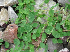 Stephania cephalantha