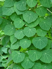 Stephania cephalantha