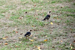 Acridotheres leucocephalus